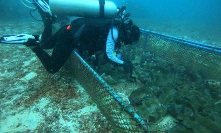 Regular monitoring and cleaning of the juvenile giant clams was conducted
