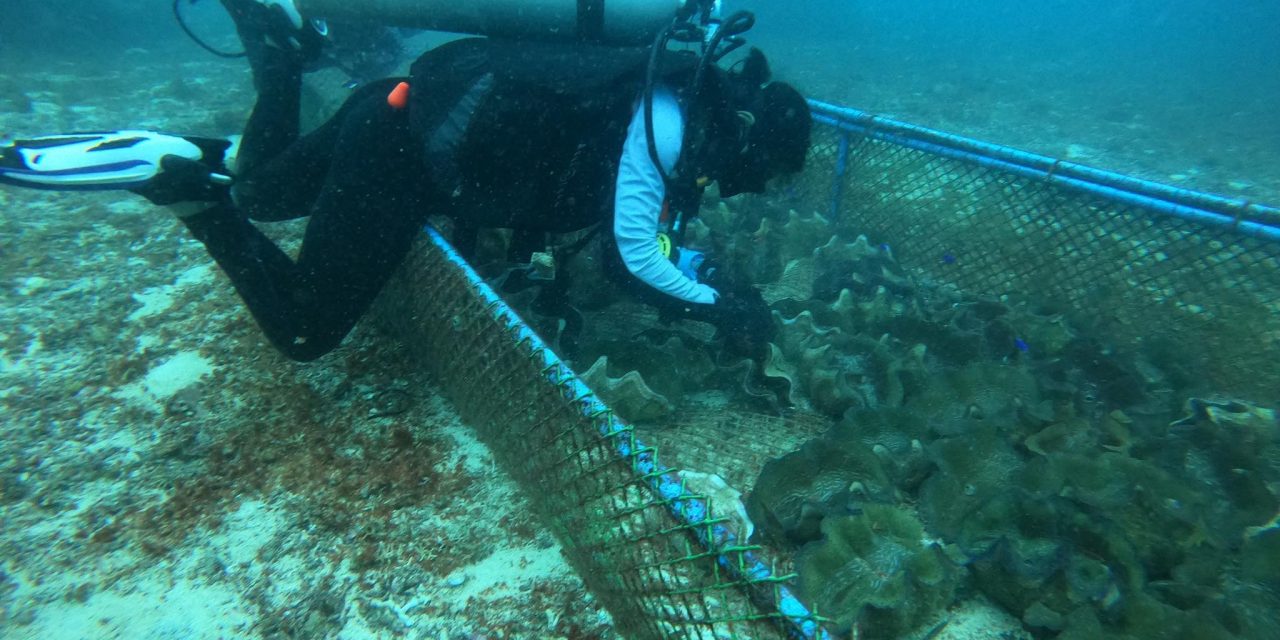 Regular monitoring and cleaning of the juvenile giant clams was conducted