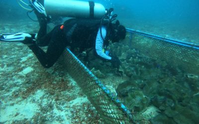 Regular monitoring and cleaning of the juvenile giant clams was conducted