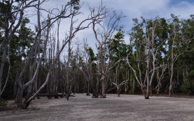 DEAD MANGROVES IN STA. FELOMINA, ALBURQUERQUE, BOHOL